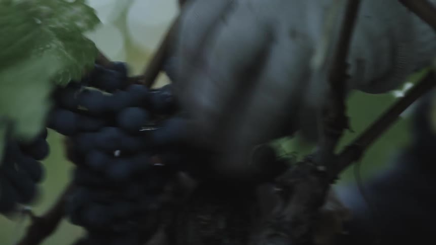 A person cutting berries from a tree