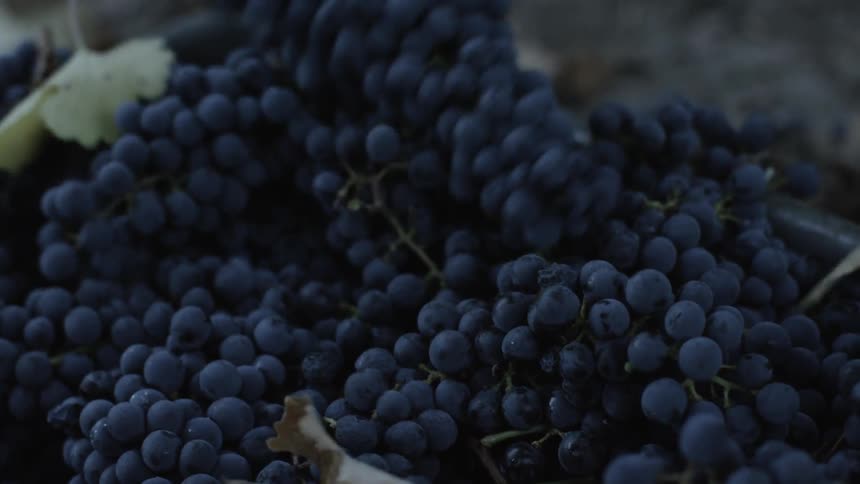 Bunches of purple grapes are piled in a basket by a worker wearing gloves