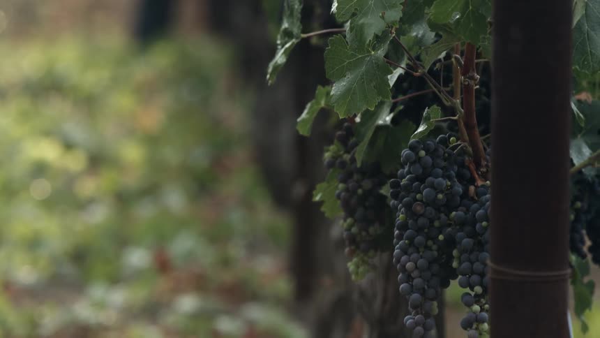 Grapes growing on vines in a vineyard