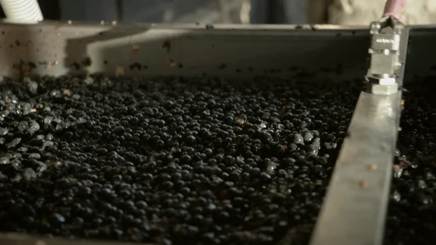 Grapes move along on a conveyor belt