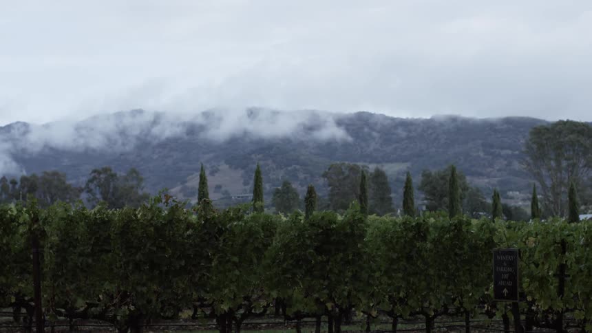Grape vines in vineyard surrounded by trees near mountain