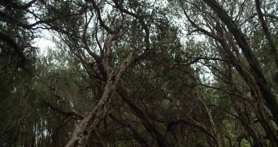 Moving shot of trees in a forest
