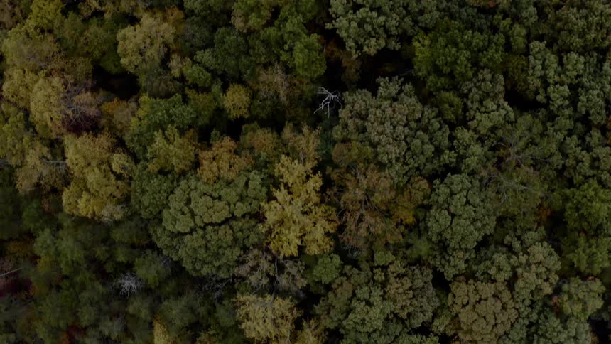 An aerial view of a forest and trees are displayed