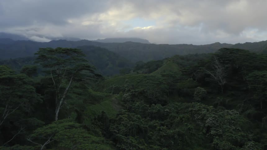 Landscape view of a forest