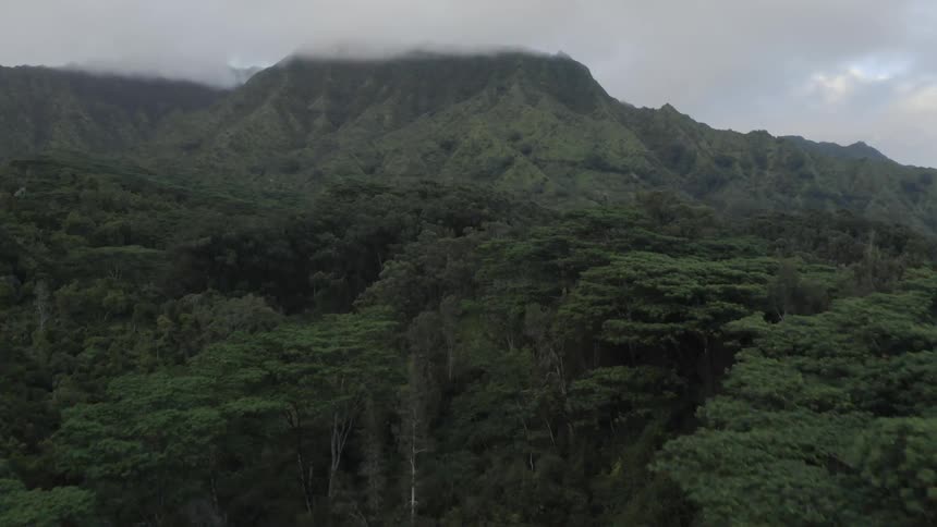 The trees are tall near the mountain