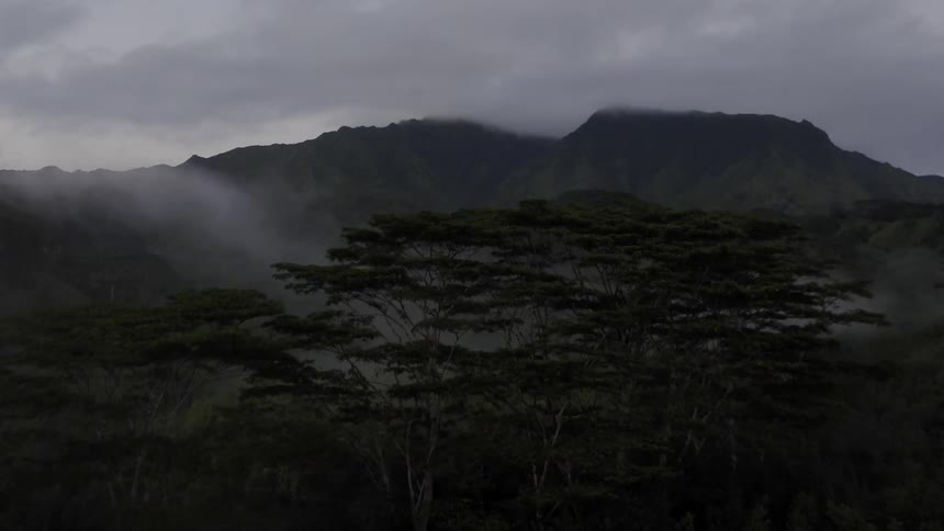 Fog hangs over the tree tops and covers the hills