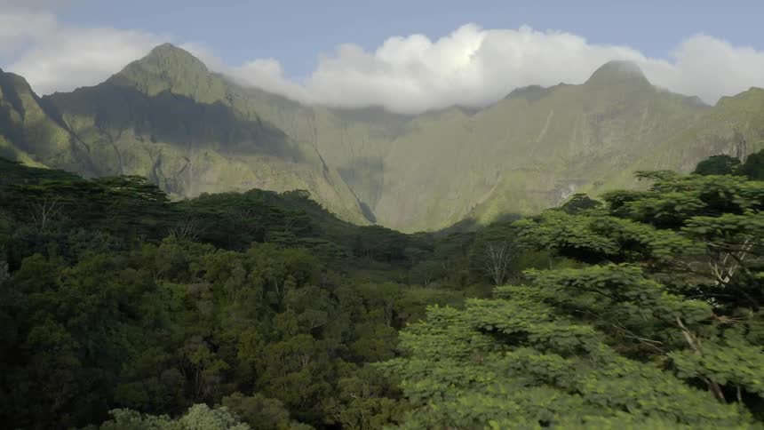 An aerial view of a forest