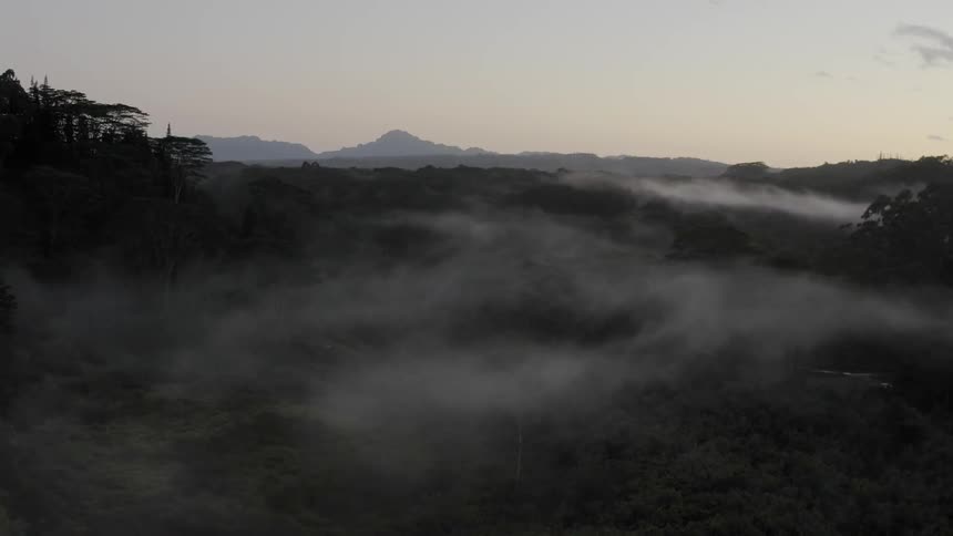 Fog hangs over tree tops with a mountain peak on the horizon