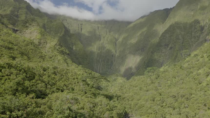 An aerial view of a forest in the mountain