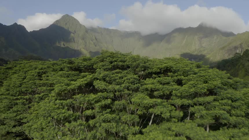 Green tree tops of a valley forest with a mountain ridge on a sunny day