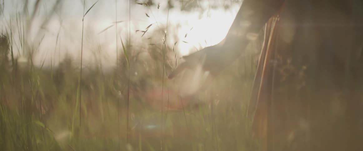 A person walking through the tall grass with their hand outstretched