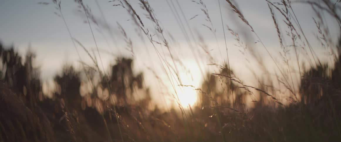 A scenery on a grassfield at dawn