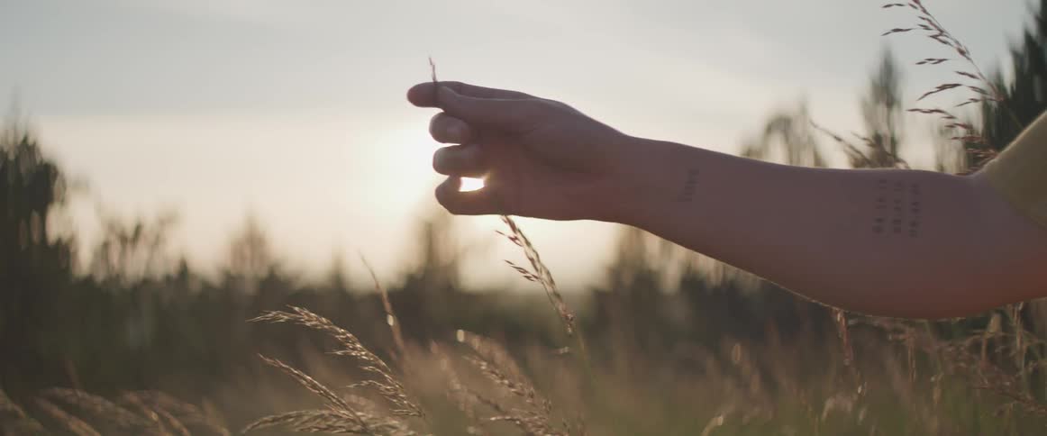 A persons hand slides up a wheat stalk in a field as the sun shines and glares