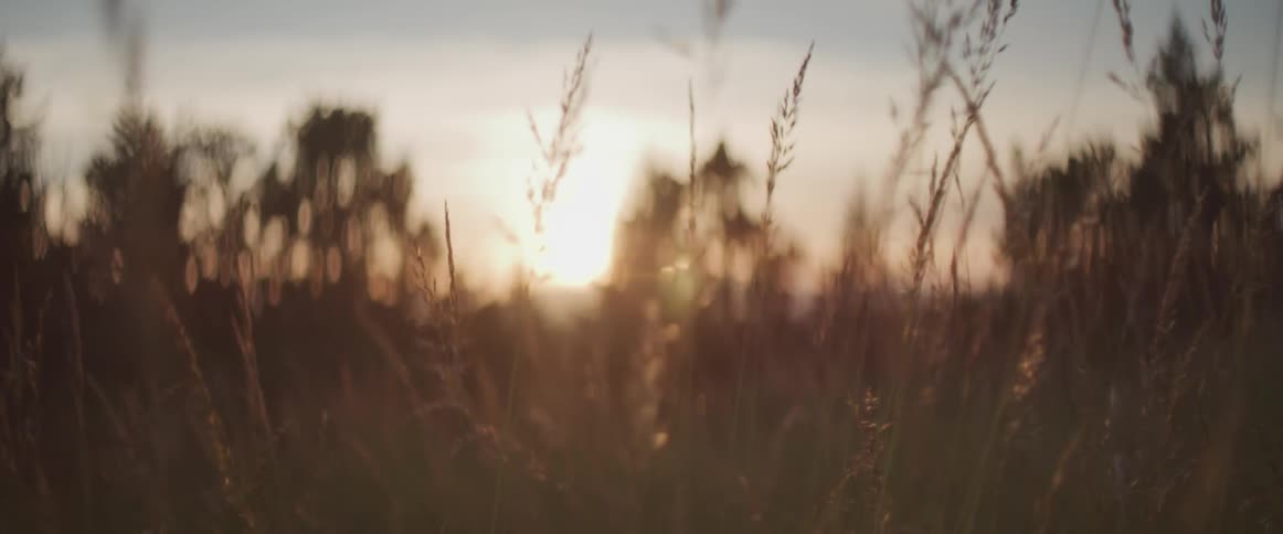 Close up of wheat in a field with the sun setting in the background