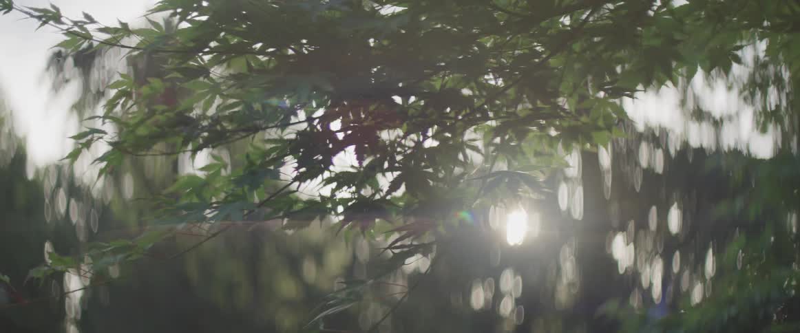 Close up of the sun shining through trees