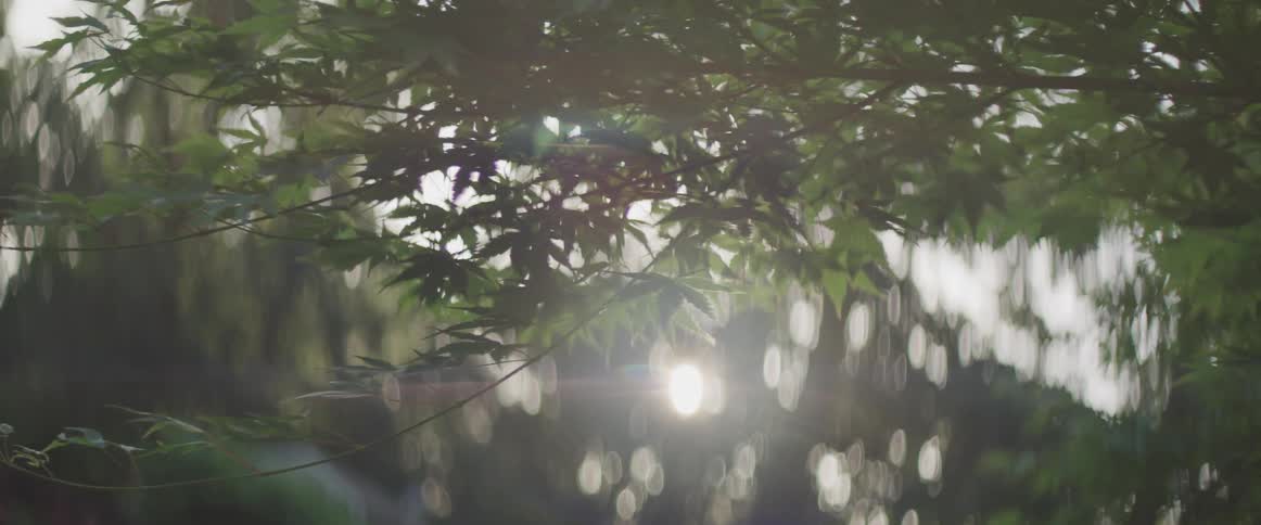The sun shines through the green leaves and branches of trees