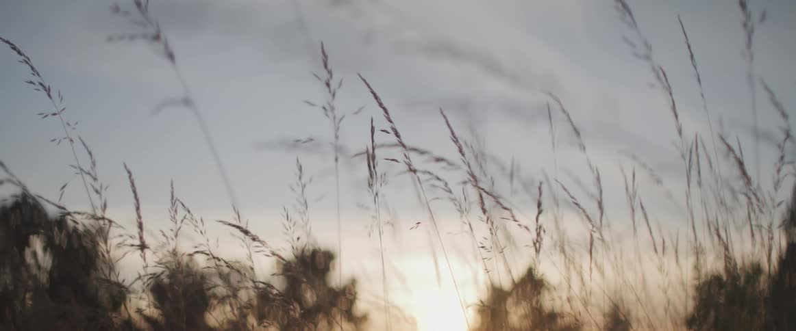 Wheatgrass blowing in the wind with the sky in the background