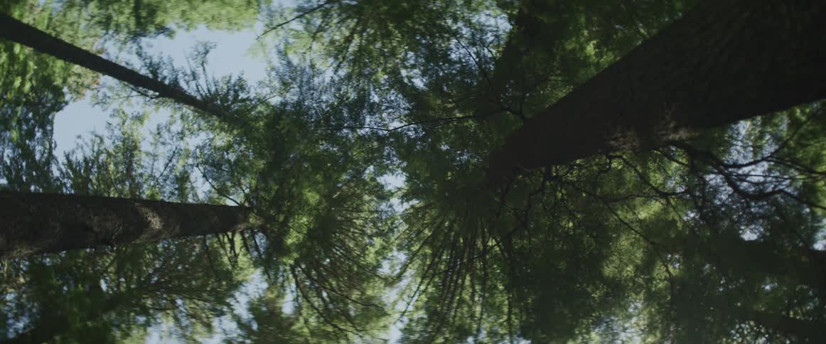 Tall trees in a forest during the day