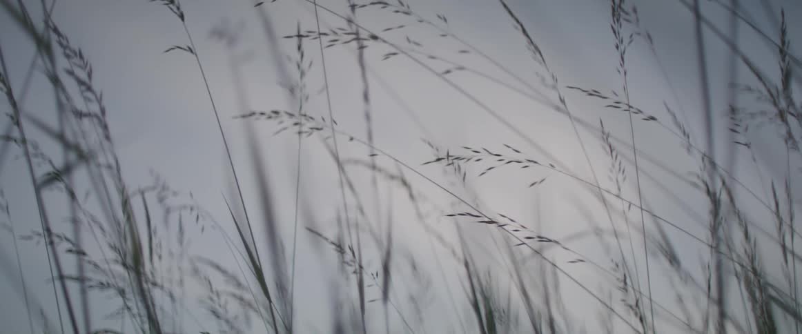 A slight wind blows tall reeds