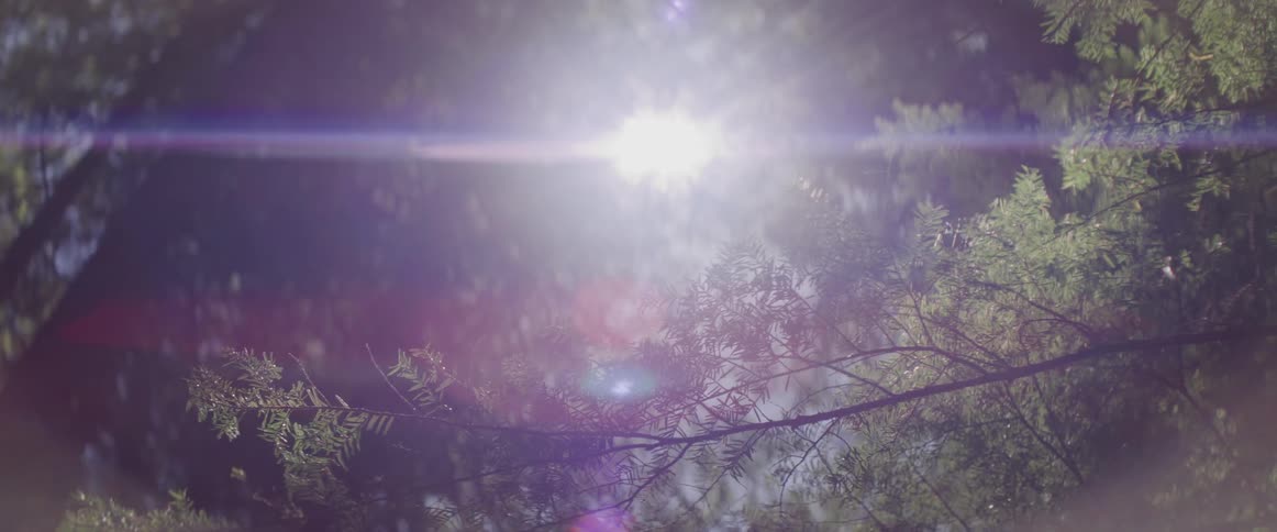 Sunlight shines through tree branches with green leaves