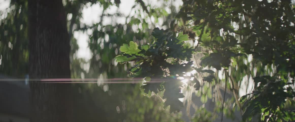 Sunlight shines through leaves on a tree