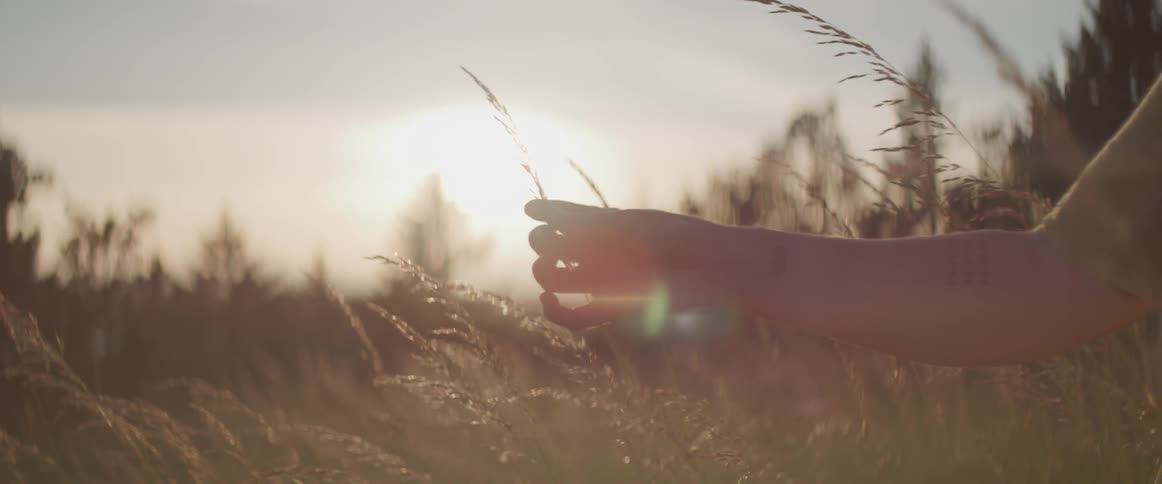 A persons hand touching wheatgrass with the sun and the sky in the background