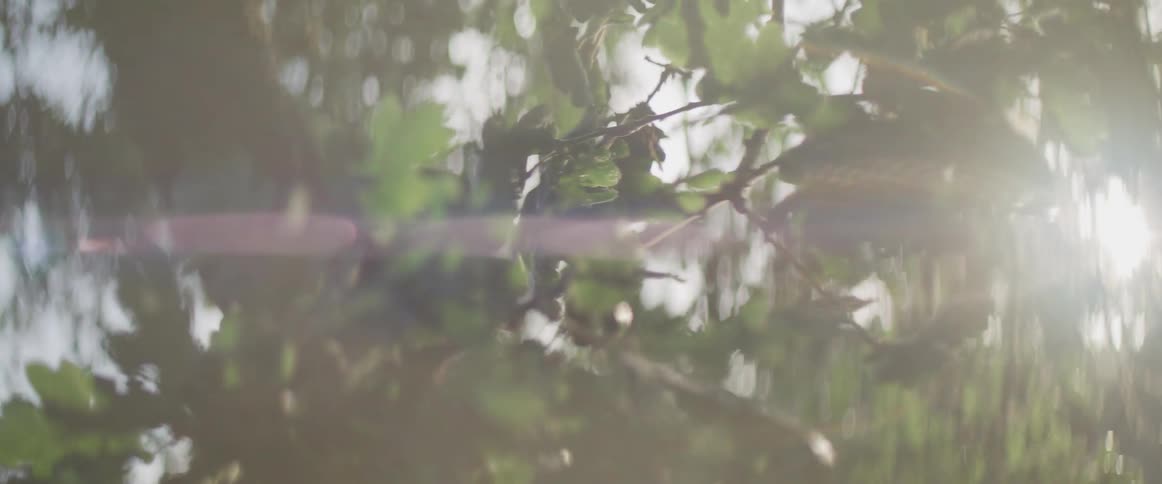 The sun shines through the green leaves and branches of a tree