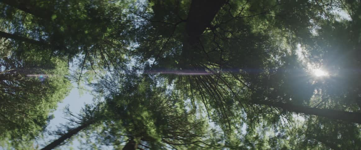 The flare of the sun through the trees