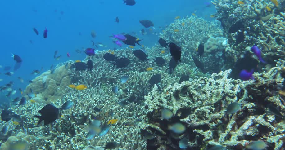 A school of fish swimming over a coral reef