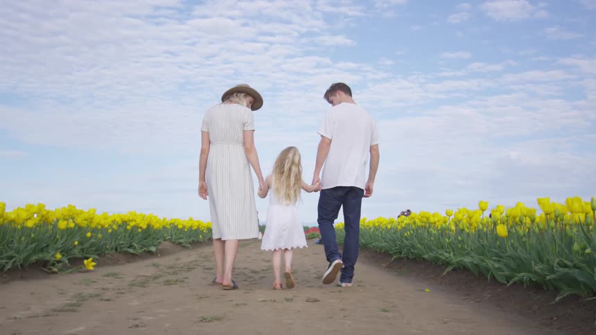 Family holds hands an walks along road between fields of yellow tulips