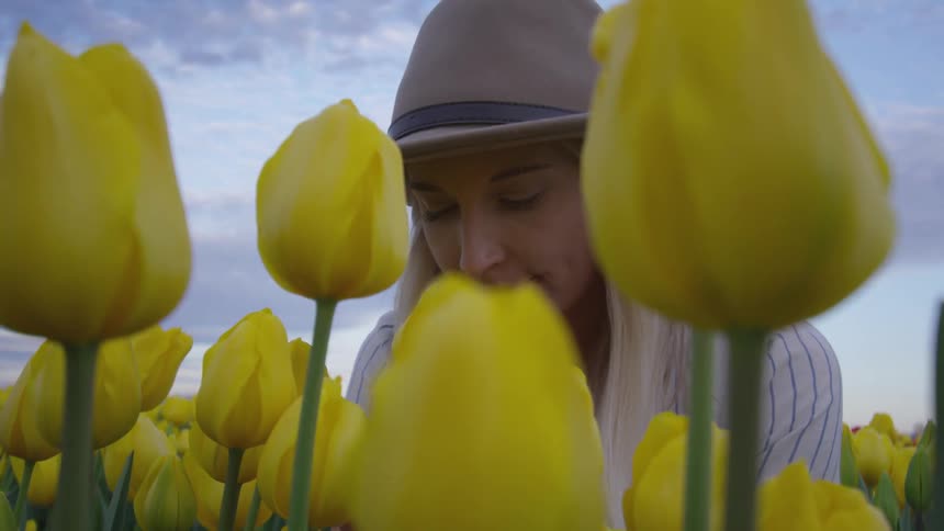 A woman holds and smells a yellow tulip in a tulip field