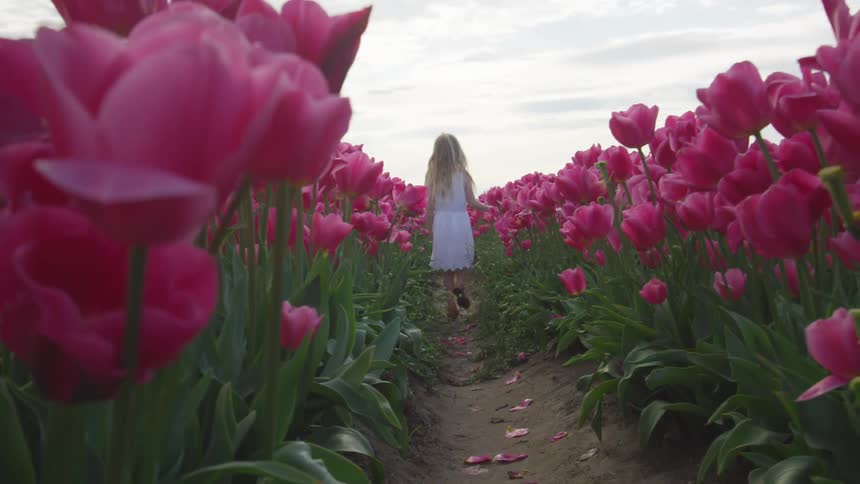 A blonde girls walks down a row in a field of blooming tulips