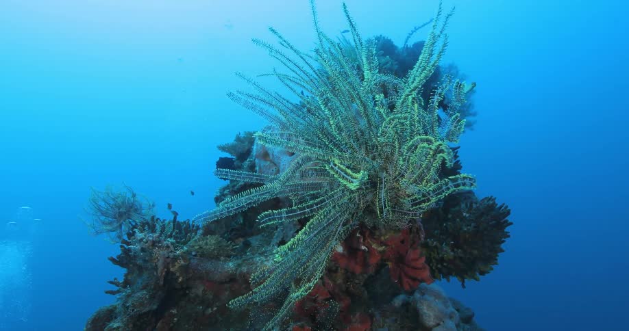 Sea life underwater
