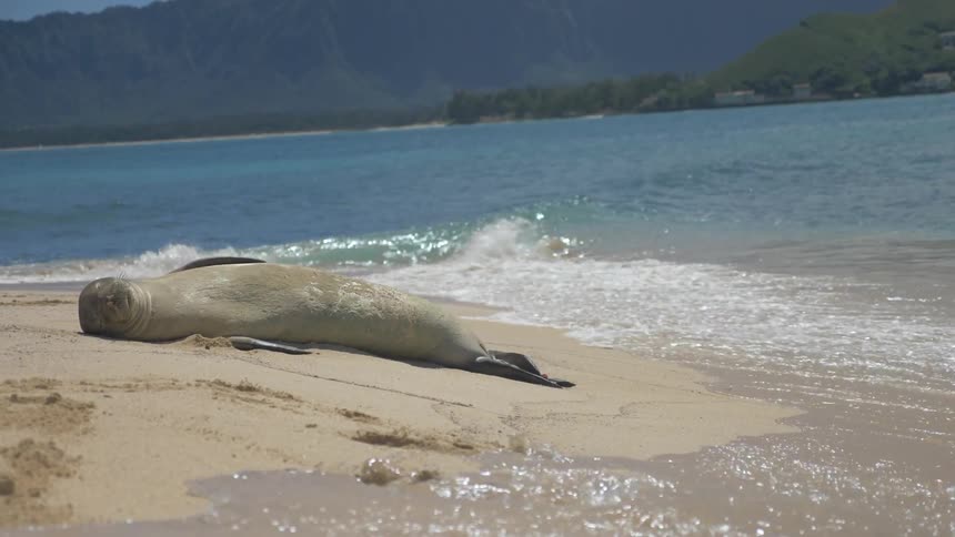 A seal lies on the beach as water rushes towards it