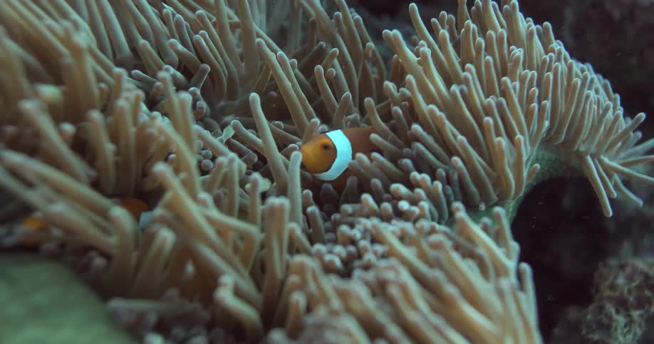 Clown fish swim in anemone
