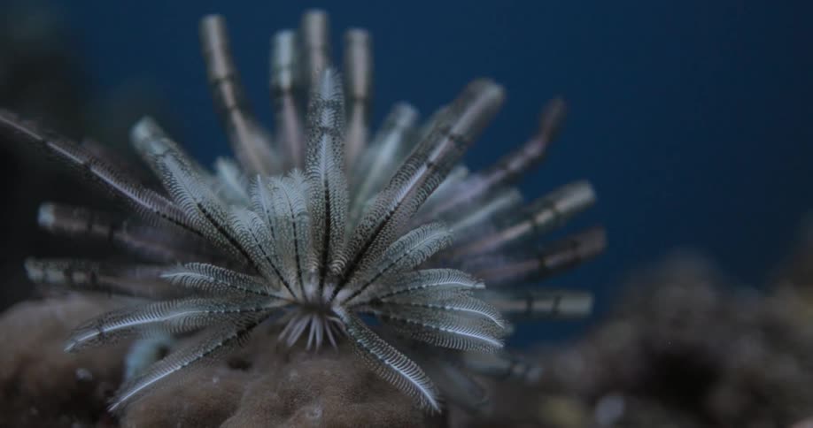 Sea life underwater