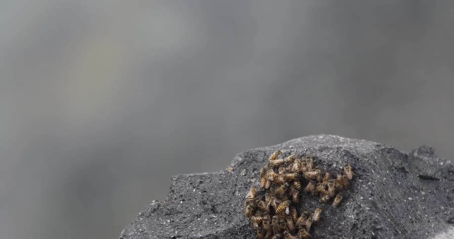 Bees on a rock