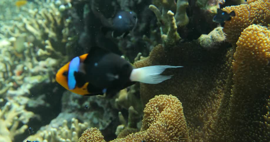 Fish swim around coral in the ocean