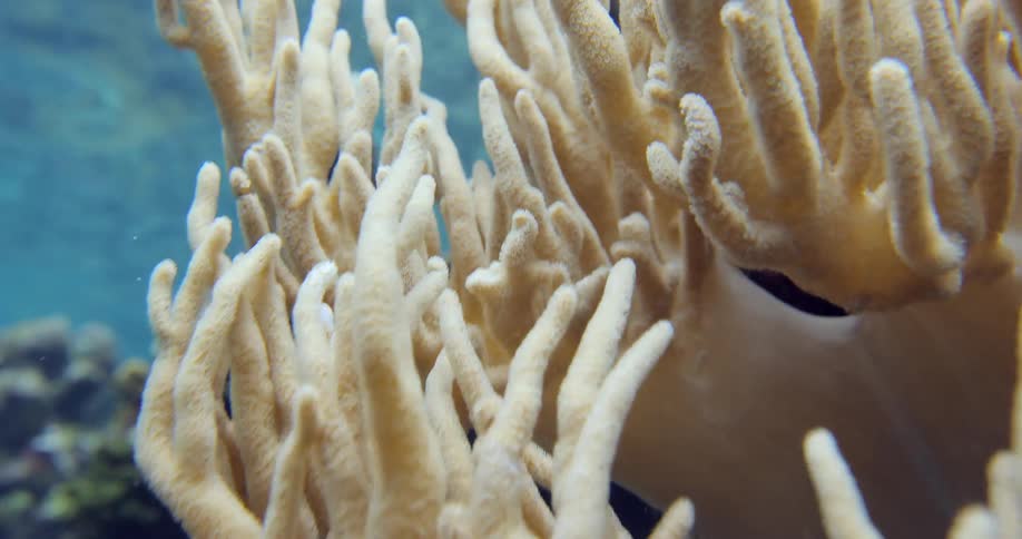Coral underwater