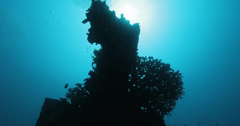 Fish swim around coral in the ocean