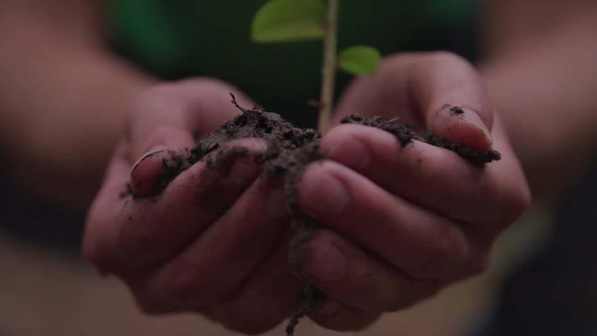 A person holds dirt and a young plant in their cupped hands