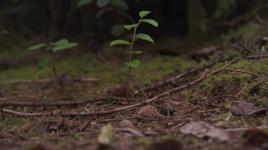 Close up of a plant growing in the ground
