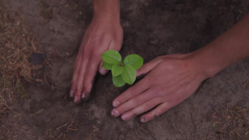 A man planting a herbs