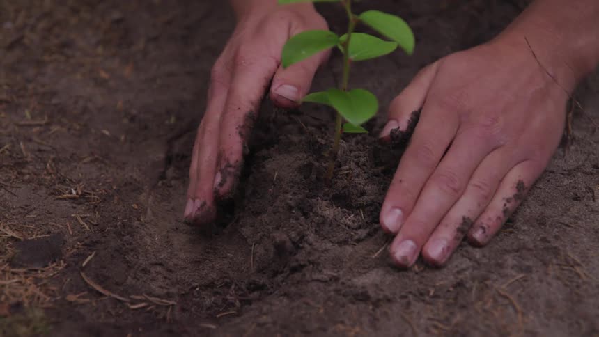 Woman plants vegetation in the soil