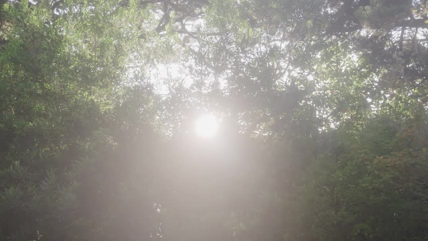 A footage of a sun flare going trough forest tree