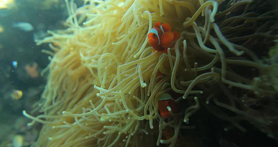 A clown fish swimming around