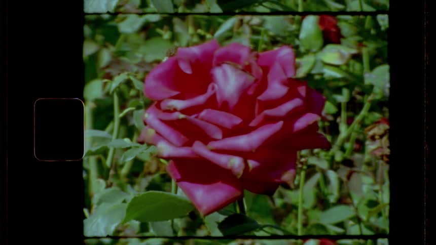 A rose sways in the wind