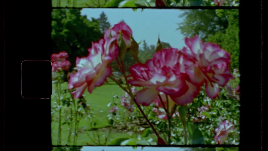 A vintage footage of flower petals