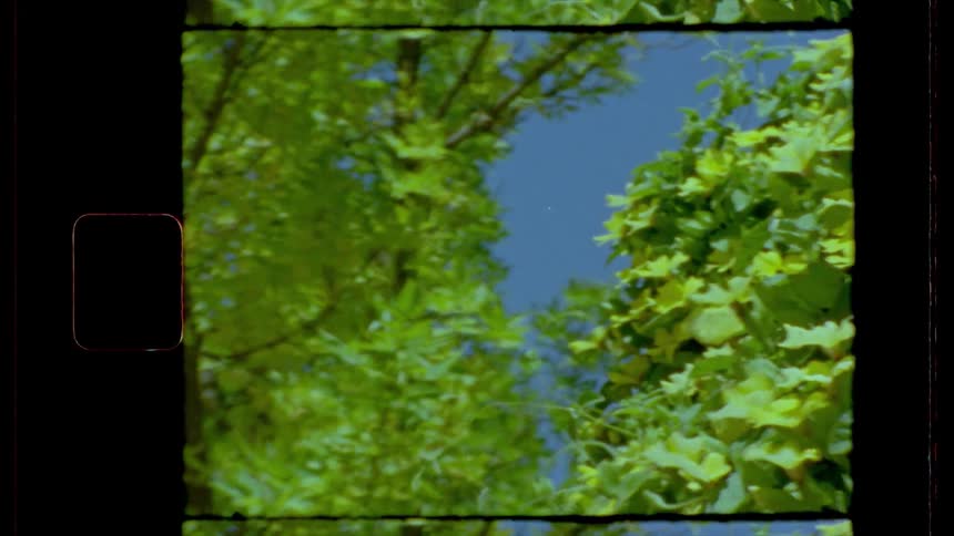 Leafy green trees sway as their leafs rustle on a windy but clear day