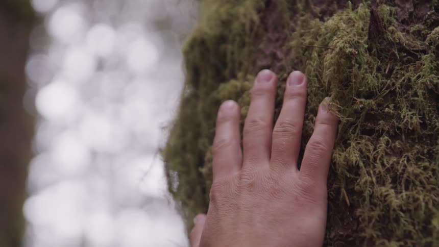 A person is touching the moss on the rocks